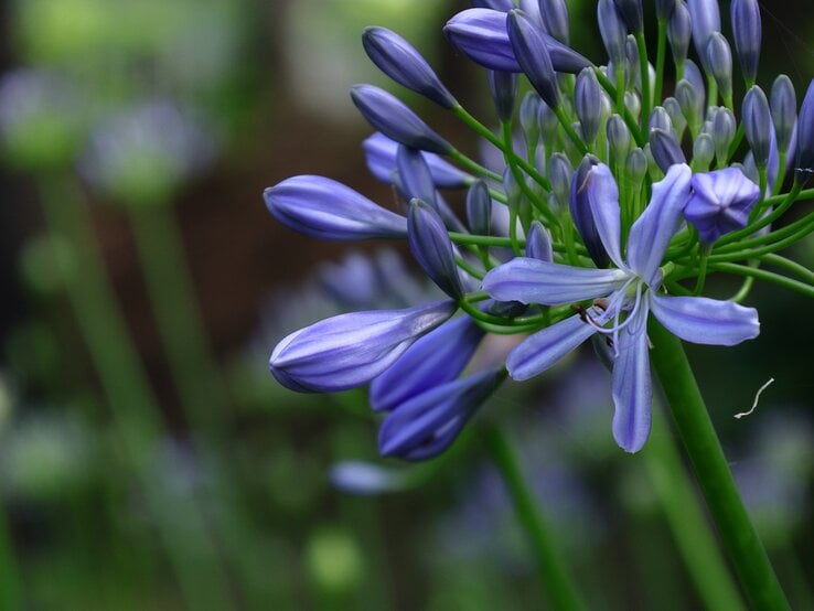 Blühende lilafarbene Schmucklilie (Agapanthus) mit geschlossenen Knospen, filigrane grüne Stängel vor natürlichem, unscharfem Hintergrund.