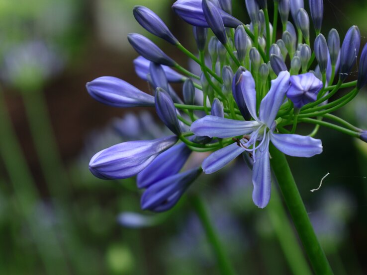 Blühende lilafarbene Schmucklilie (Agapanthus) mit geschlossenen Knospen, filigrane grüne Stängel vor natürlichem, unscharfem Hintergrund.