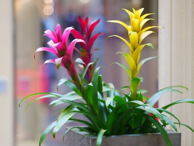 Drei Bromelienpflanzen mit rosafarbenen, roten und gelben Blüten in einem grauen Topf vor einem hellen, unscharfen Innenraumblick. | © Shutterstock/Tibesty