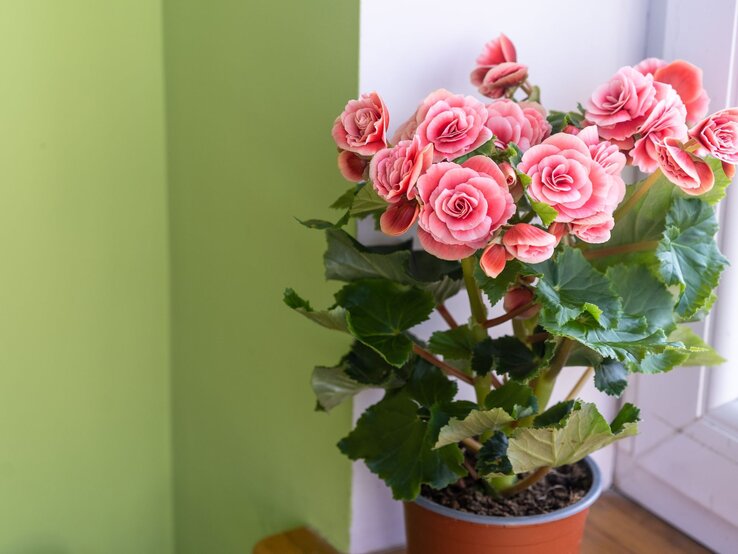 Üppig blühende rosa Begonien mit grünen Blättern in einem braunen Topf, arrangiert auf dem Fensterbrett vor hellgrüner Wand. | © Shutterstock/AnnHirna