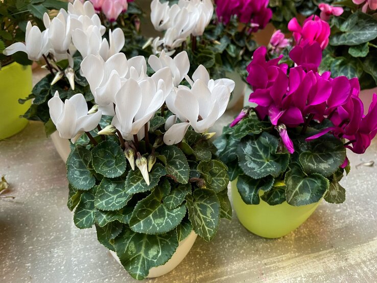Weiße und pinke Alpenveilchen mit kräftigem dunkelgrünem Laub stehen in weißen und grünen Töpfen auf einem hellen Tisch. | © Shutterstock/Lapa Smile