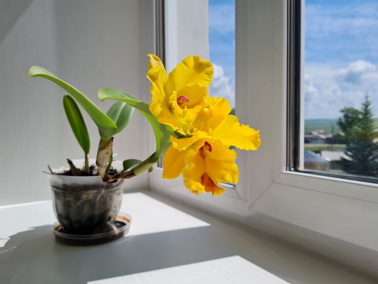 Leuchtend gelbe Orchideenblüten strahlen auf einer Fensterbank in einem transparenten Topf, dahinter blauer Himmel mit weißen Wolken. | © Shutterstock/Uryutova Elena
