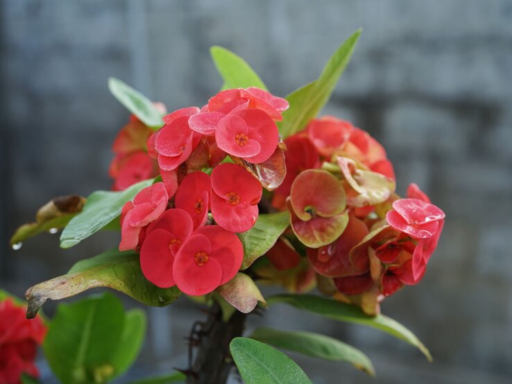 Kräftig rote Blüten eines Christusdorns mit grünen Blättern und Tautropfen vor einem grauen, leicht verwitterten Hintergrund. | © Shutterstock/LM.photo