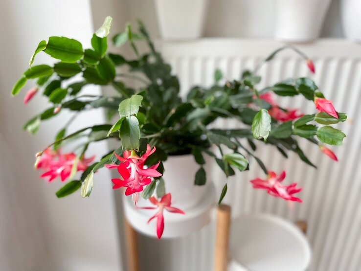 Ein Weihnachtskaktus mit leuchtend pinken Blüten und grünen, fleischigen Blättern steht in einem weißen Topf vor heller Umgebung. | © Shutterstock/Lapa Smile