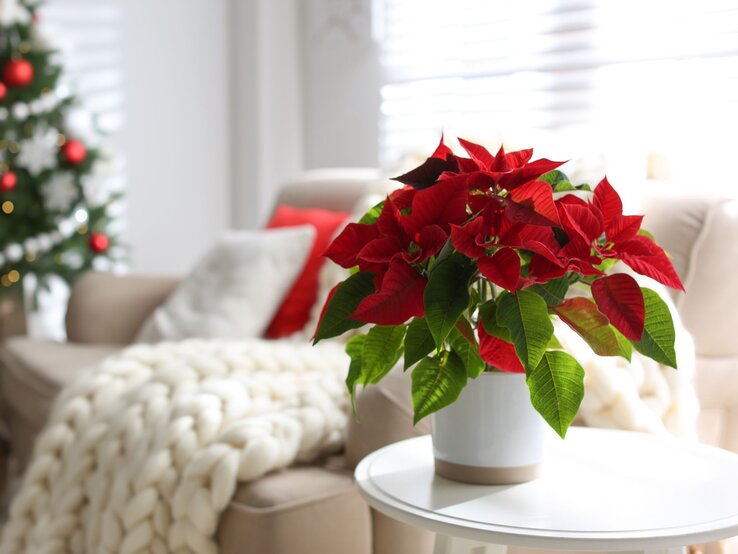 Ein roter Weihnachtsstern in einem weißen Topf steht auf einem runden Tisch, im Hintergrund ein festlich geschmückter Weihnachtsbaum. | © Shutterstock/New Africa