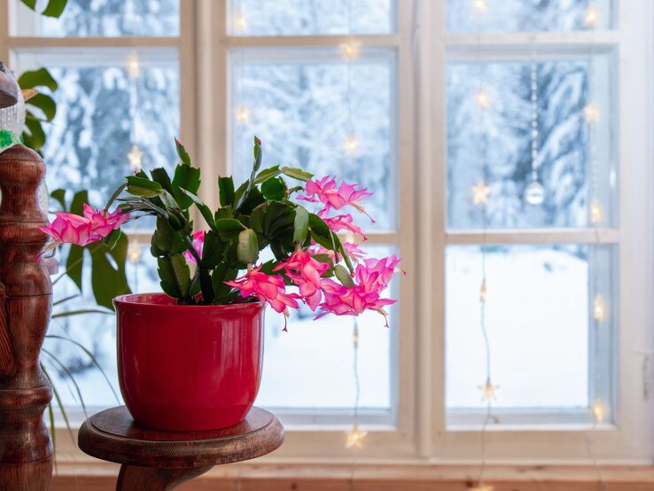 Pink blühender Weihnachtskaktus steht in einem roten Keramiktopf auf einem Holzhocker vor schneeverhangenem Fenster mit Sternenlichtern.