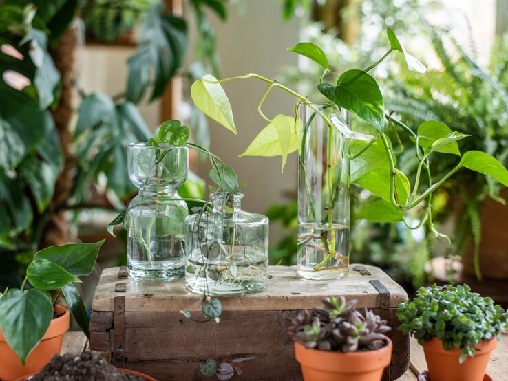 Mehrere grüne Efeututen-Triebe in durchsichtigen Glasvasen mit Wasser, umgeben von weiteren Topfpflanzen auf einem Holzkasten.