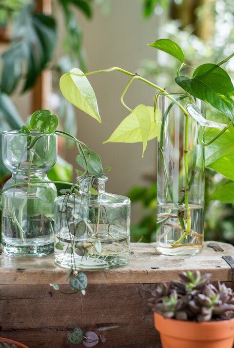 Mehrere grüne Efeututen-Triebe in durchsichtigen Glasvasen mit Wasser, umgeben von weiteren Topfpflanzen auf einem Holzkasten.