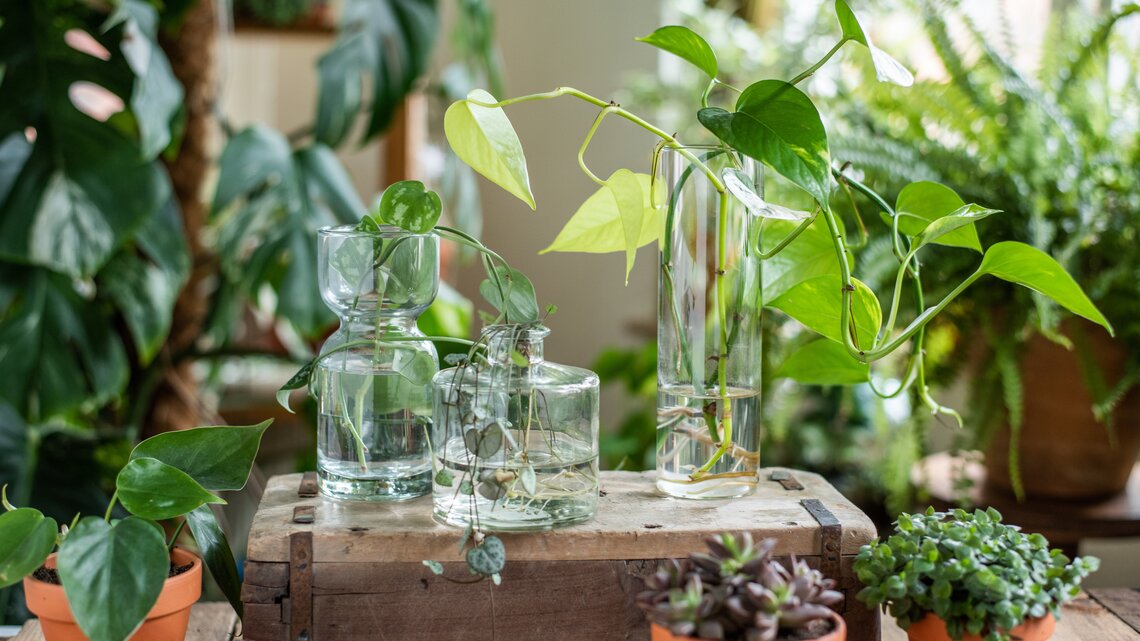 Mehrere grüne Efeututen-Triebe in durchsichtigen Glasvasen mit Wasser, umgeben von weiteren Topfpflanzen auf einem Holzkasten.