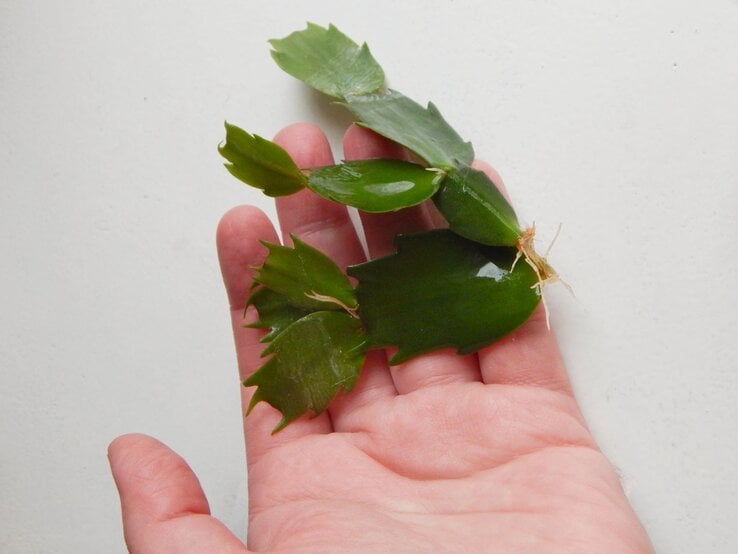 Offene Handfläche hält grün glänzendes Blattstück mit gezacktem Rand und feinen Wurzeln vor hellem, neutralem Hintergrund. | © Shutterstock/horoshogromko