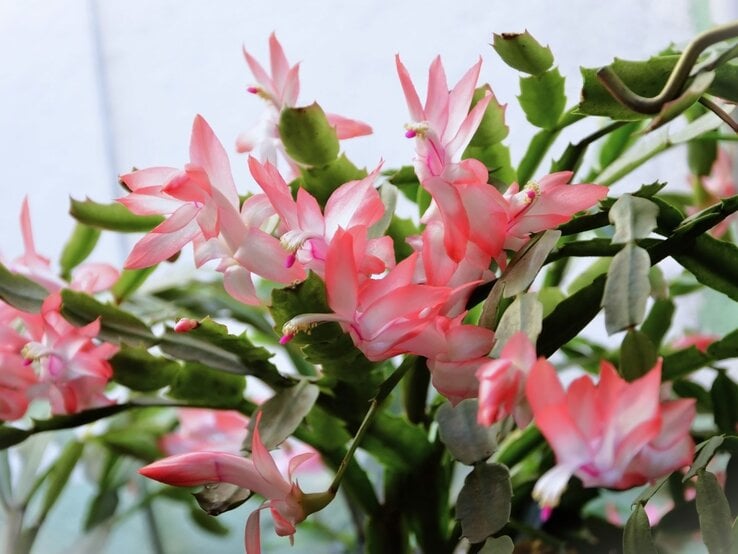 Nahaufnahme einer Weihnachtskaktus-Pflanze mit leuchtend rosa-weißen Blüten und grünen fleischigen Blättern vor hellem Hintergrund.