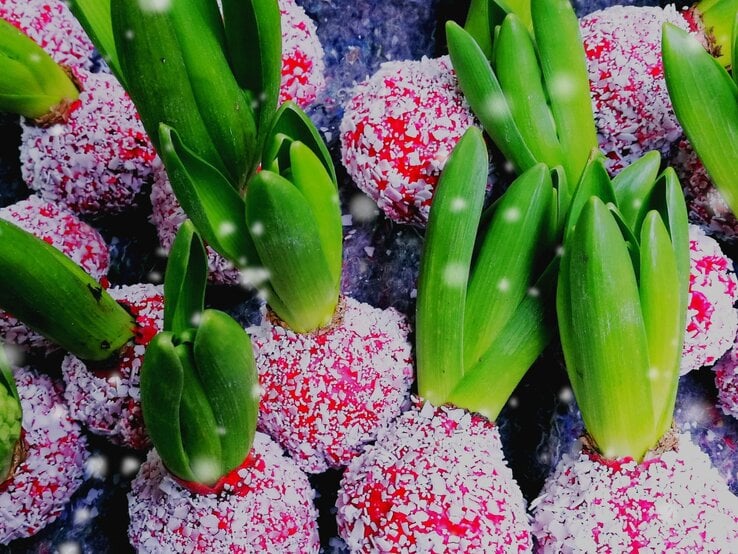 Hyazinthen in rotem Wachs mit Schneeflocken-Imitation