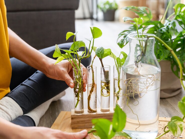 Junge grüne Efeutute-Pflanzen mit Wurzeln wachsen in Wasser gefüllten Glasgefäßen auf einem Holzboden, im Hintergrund Zimmerpflanzen.