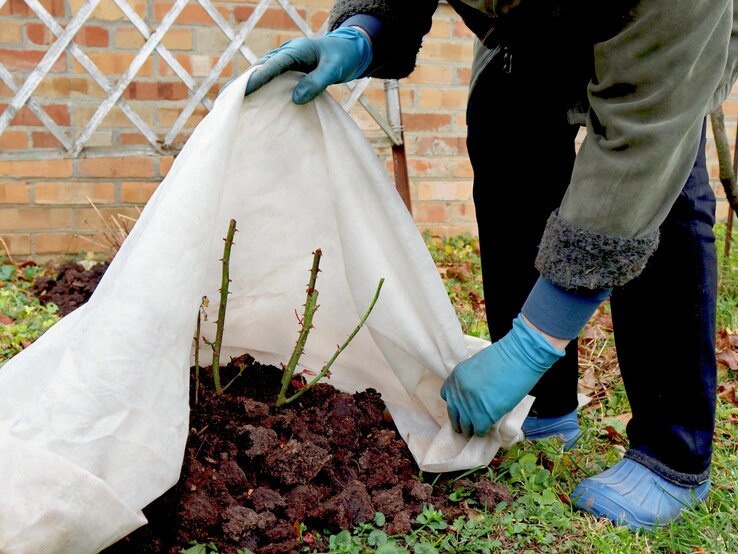 Person mit blauen Handschuhen und blauen Schuhen bedeckt junge Rosensträucher mit Vlies zum Winterschutz im Garten.