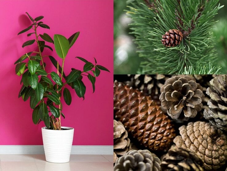 Ein großer Gummibaum mit glänzend grünen Blättern steht vor einer leuchtend pinken Wand in einem weißen Topf auf hellem Boden.