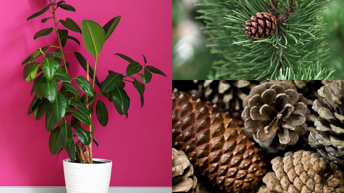 Ein großer Gummibaum mit glänzend grünen Blättern steht vor einer leuchtend pinken Wand in einem weißen Topf auf hellem Boden.