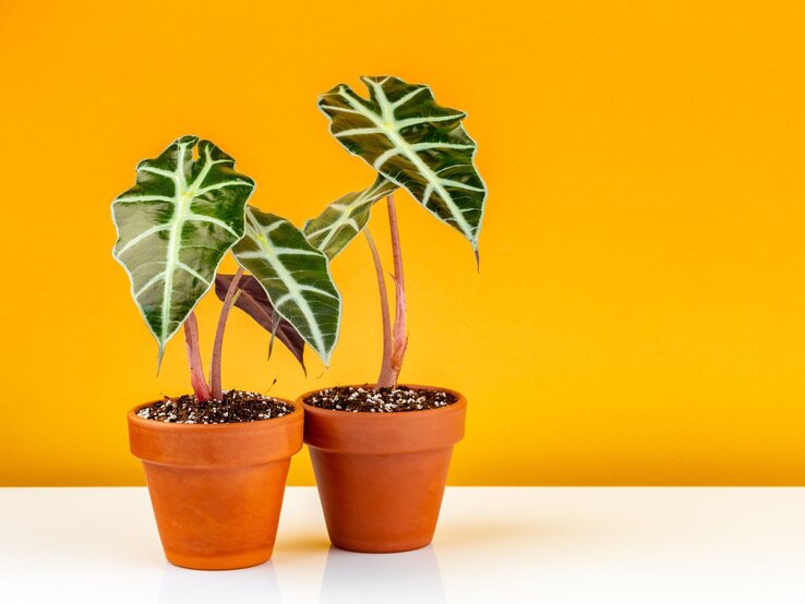 Zwei Terrakotta-Töpfe mit grünen Alokasie-Pflanzen und markanter Blattmusterung stehen vor einer leuchtend gelben Wand.