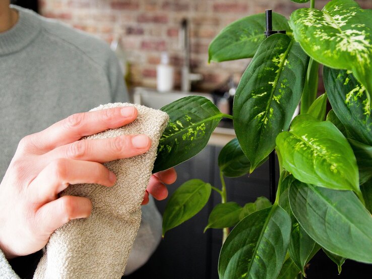 Zu sehen ist eine weibliche Hand, die eine Pflanze mit einem Tuch abwischt.