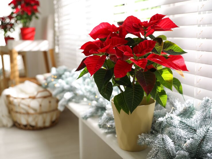 Ein leuchtend roter Weihnachtsstern in beigem Topf steht auf einer Fensterbank, gesäumt von glitzernden Tannenzweigen, hinter weißen Jalousien.