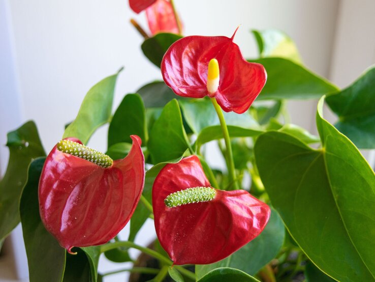 Drei glänzende rote Anthurie-Blüten mit gelbem und grünem Kolben stehen umgeben von sattgrünen Blättern vor hellem Hintergrund.