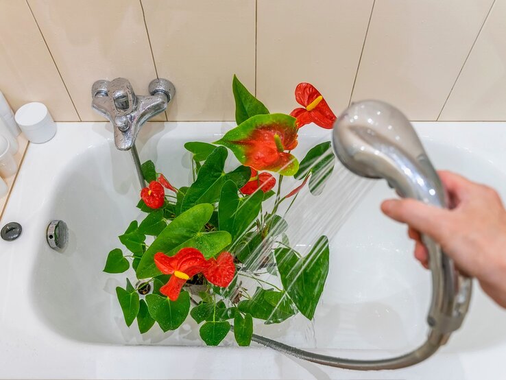 Rote Anthurie-Pflanze mit glänzenden Blüten und grünen Blättern wird in einer weißen Badewanne mit einer Handbrause sanft besprüht. | © Shutterstock/s8