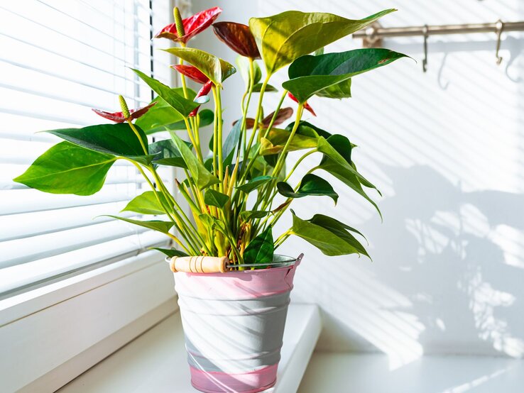 Rotblühende Anthurie-Pflanze in einem pastellfarbenen Topf steht auf Fensterbank, beleuchtet von schrägen Sonnenschatten durch Jalousien. | © Shutterstock/larisa Stefanjuk