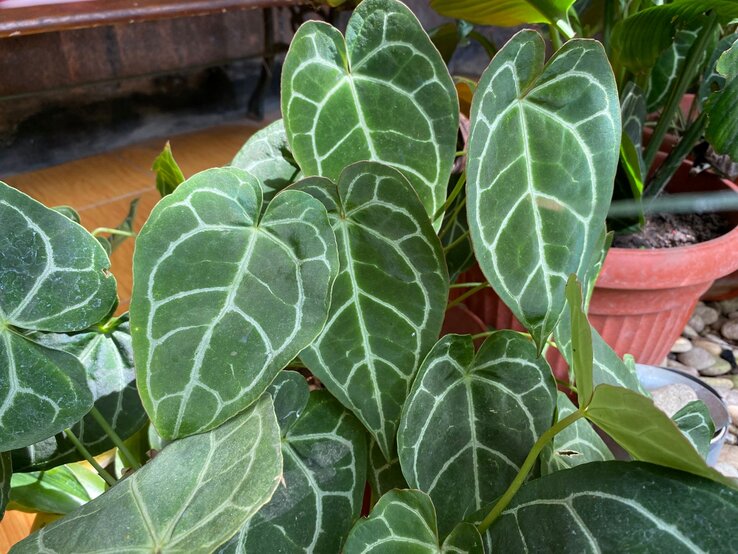 Dunkelgrüne Anthurie-Blätter mit markanten weißen Adern stehen dicht beieinander vor terrakottafarbenen Blumentöpfen auf hellem Boden. | © Shutterstock/desminurvafa