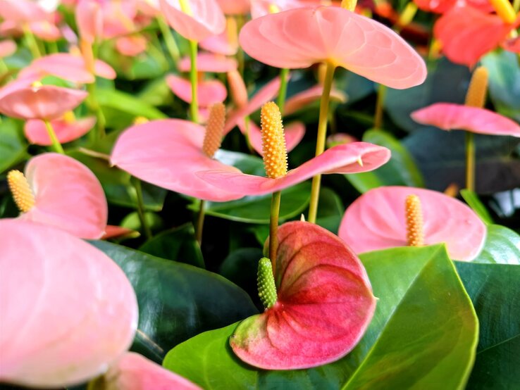 Zarte rosa Anthurie-Blüten mit gelben Kolben stehen dicht beieinander, umgeben von dunkelgrünen glänzenden Blättern im Sonnenlicht. | © Shutterstock/JGLmarket