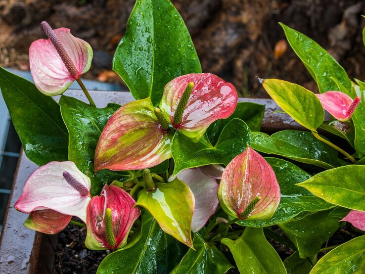 Rosa-grün schimmernde Anthurie-Blüten mit dunklen Kolben und glänzenden Blättern nach Regen vor einem rauen Naturhintergrund. | © Shutterstock/lindasky76
