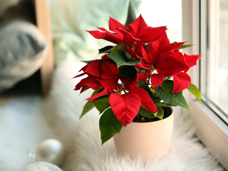 Ein Roter Weihnachtsstern in einem cremefarbenen Blumentopf steht auf einer flauschigen weißen Unterlage am hellen Fenster. | © Shutterstock/Pixel-Shot
