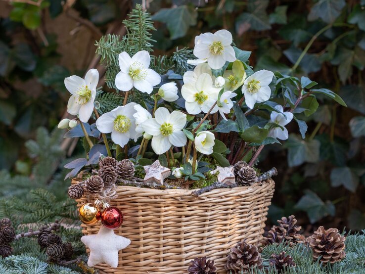 Ein Korb mit weißen Christrosen, Tannenzweigen, Zapfen und dekorativen Sternen steht stimmungsvoll vor grünem Efeu im Hintergrund. | © Shutterstock/Natalia Greeske