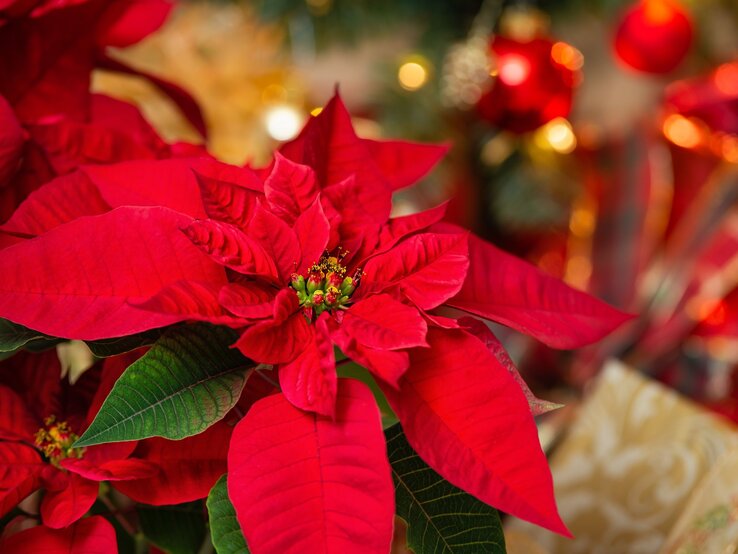 Ein prächtiger roter Weihnachtsstern mit grünen Blättern steht vor einer festlichen Kulisse aus glitzernden Dekorationen und roten Kugeln.