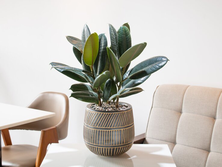Ein Gummibaum mit glänzenden, dunkelgrünen Blättern steht in einem dekorativen Streifen-Keramiktopf auf einem weißen Tisch. | © Shutterstock/Mid Photographer