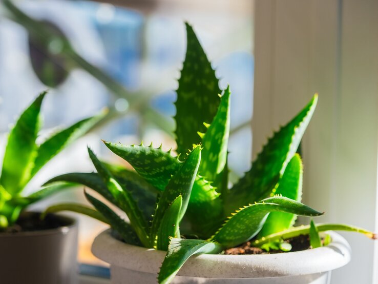 Aloe-Pflanze mit spitz zulaufenden, grünen Blättern und zarten Mustern steht in einem hellen Topf am sonnigen Fenster. | © Shutterstock/ShishkinStudio
