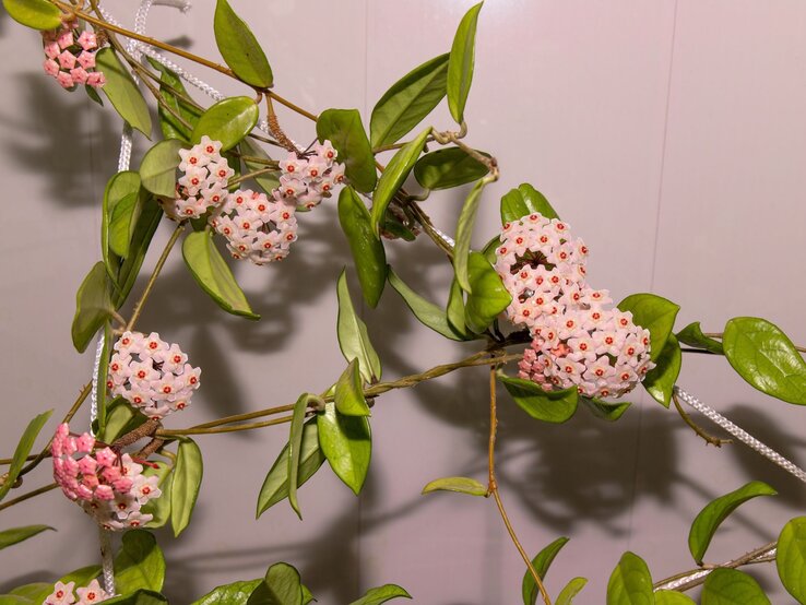 Wachsblumen mit zart rosa sternförmigen Blüten und roten Zentren hängen an schlanken Stielen mit grünen, glänzenden Blättern. | © Shutterstock/MasyuraN