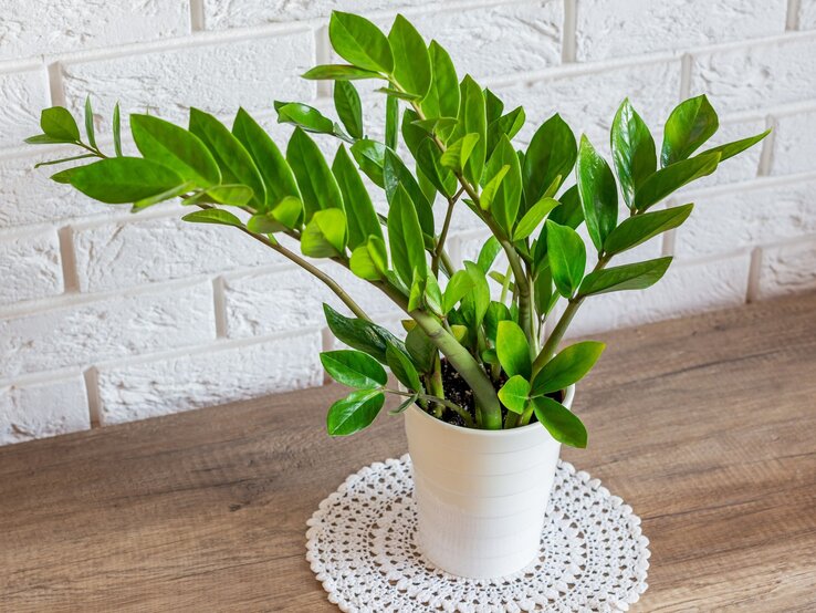 Eine elegante Zamioculcas-Pflanze mit glänzend grünen, gefiederten Blättern steht in einem weißen Topf auf einer Häkeldecke auf Holz. | © Shutterstock/Damian Pawlos