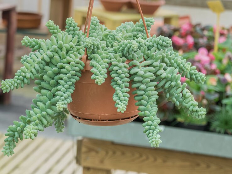 Hängender Fetthenne-Sukkulent mit dicht gefüllten, tropfenförmigen, grünen Blättern in einem terrakottafarbenen Topf. | © Shutterstock/David Jalda