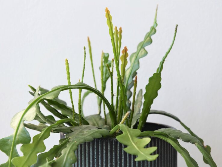 Eine dekorative Fischgrätenkaktus-Pflanze mit gezackten, grünen Trieben wächst in einem vertikal gestreiften dunklen Topf. | © Shutterstock/Creative by Nature