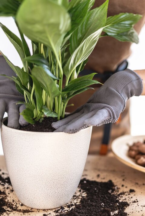 Eine Zimmerpflanze wird von zwei Händen mit grauen Handschuhen sorgfältig in frische Erde in einem weißen Topf gepflanzt.