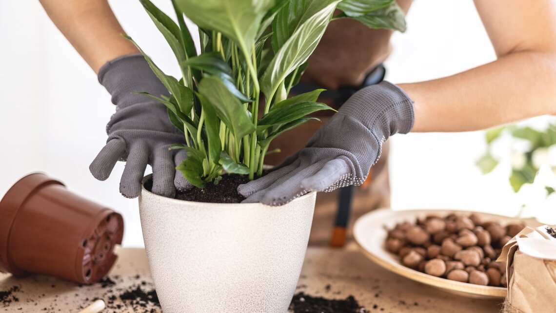 Eine Zimmerpflanze wird von zwei Händen mit grauen Handschuhen sorgfältig in frische Erde in einem weißen Topf gepflanzt.
