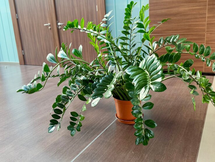 Ein glänzend grüner Zamioculcas steht in einem Terrakottatopf auf einem dunklen Holztisch vor Türen und blauem Hintergrund. | © Shutterstock/FreeCloudCat