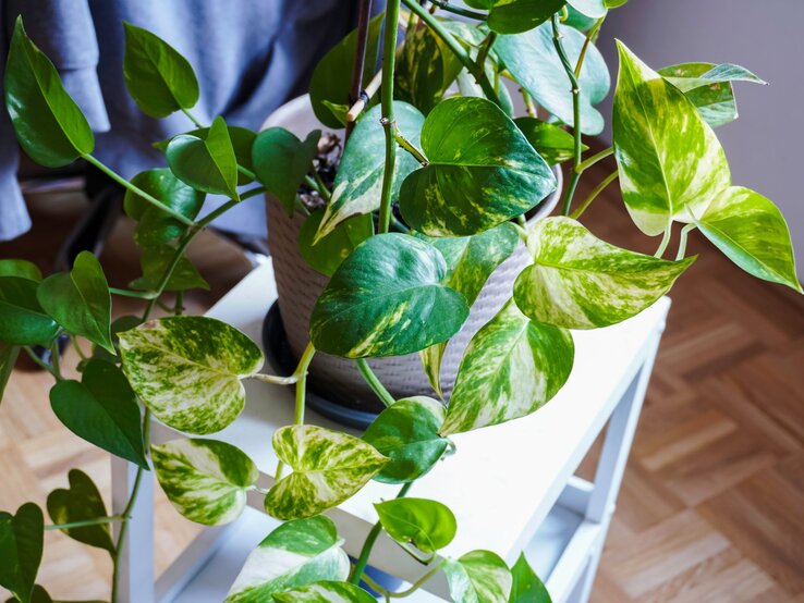 Eine Zimmerpflanze mit herzförmigen, grün-gelb gemusterten Blättern steht in einem grauen Topf auf einem weißen Tisch vor Holzboden.