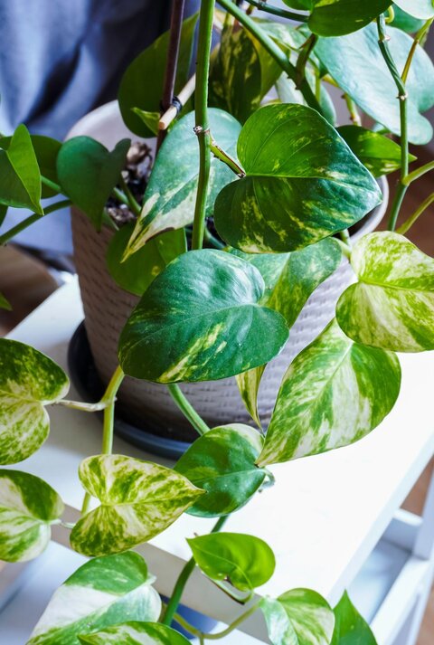 Eine Zimmerpflanze mit herzförmigen, grün-gelb gemusterten Blättern steht in einem grauen Topf auf einem weißen Tisch vor Holzboden.