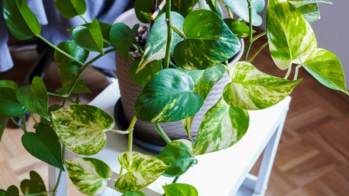 Eine Zimmerpflanze mit herzförmigen, grün-gelb gemusterten Blättern steht in einem grauen Topf auf einem weißen Tisch vor Holzboden.