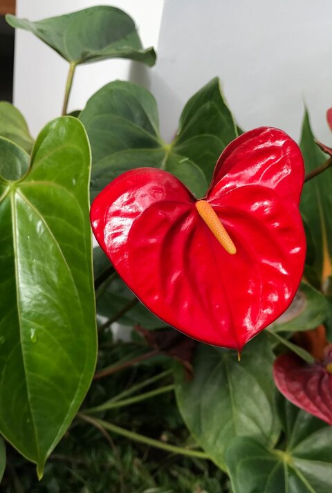 Eine Anthurienpflanze mit glänzend roten Hochblättern und gelben Kolben vor großen, grünen Blättern in einem Innenraum.