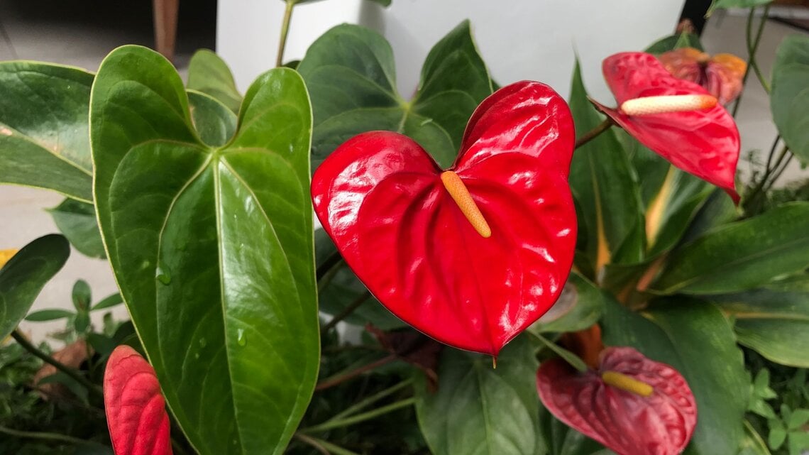 Eine Anthurienpflanze mit glänzend roten Hochblättern und gelben Kolben vor großen, grünen Blättern in einem Innenraum.