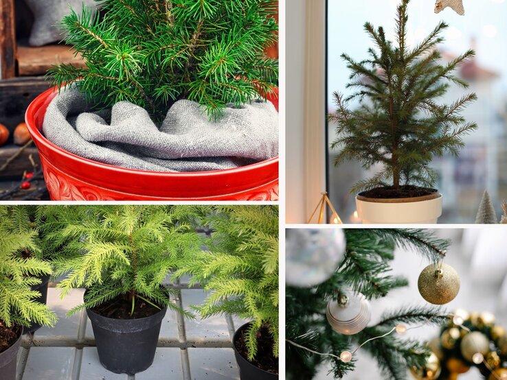 Collage aus kleinen Tannenbäumen in dekorativen Töpfen, teils mit Christbaumschmuck, auf Fensterbank und Holzuntergrund.