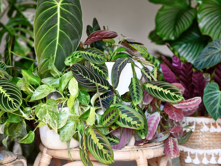 Verschiedenfarbige Zimmerpflanzen mit grünen, gemusterten und rosa Blättern stehen dekorativ in weißen und Korb-Pflanzgefäßen.