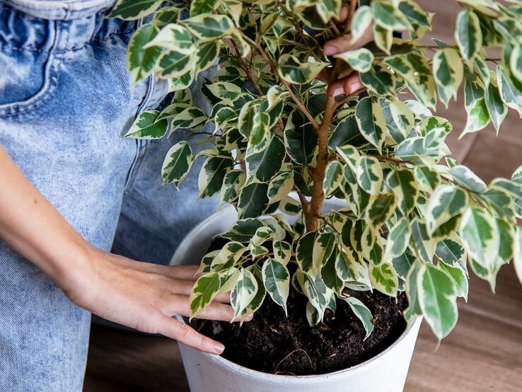 Nahaufnahme einer Person in Jeans, die eine grün-weiß gemusterte Topfpflanze in einem weißen Gefäß auf dunklem Boden pflegt. | © Shutterstock/evgeniia_1010
