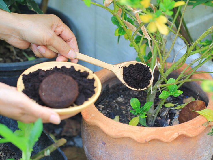 Die Erde einer Kübelpflanze wird mit Kaffeesatz auf einem Holzlöffel bestreut. Noch mehr Kaffeesatz ist einer Schüssel.
